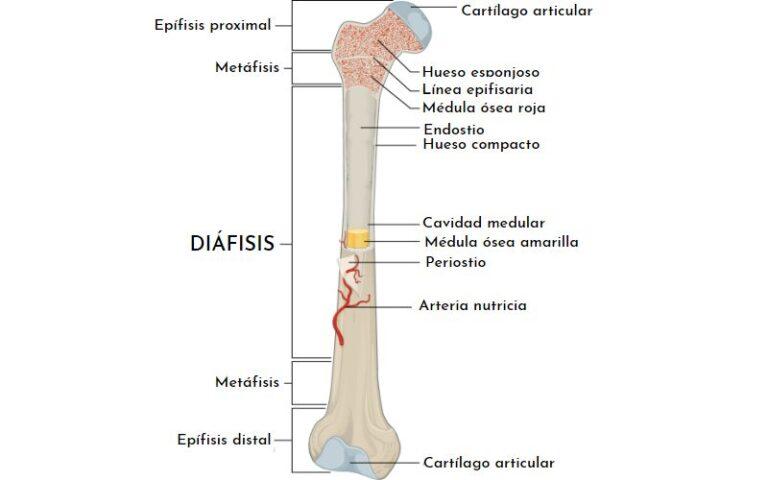 Di Fisis Qu Es Composici N Funciones Y Fracturas