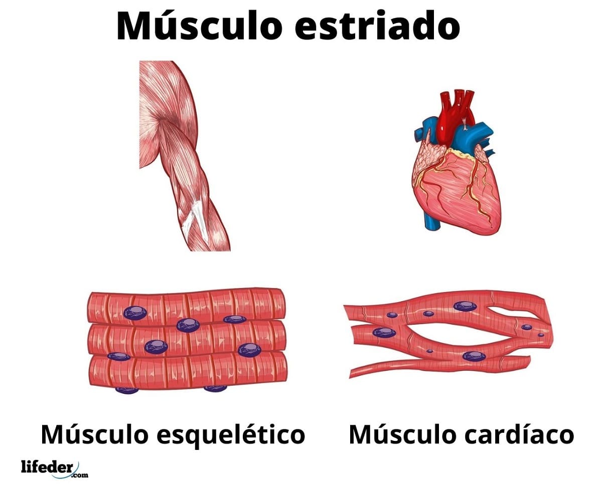 Fibra Muscular Estructura Tipos Y Funciones