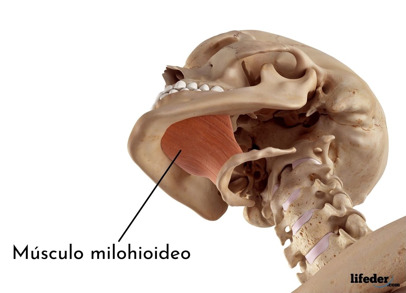 M Sculos Del Cuello Funciones Y Anatom A Anterior Lateral Posterior