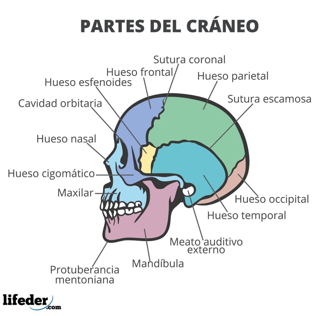 Sistema Seo Qu Es Funciones Partes Principales Huesos