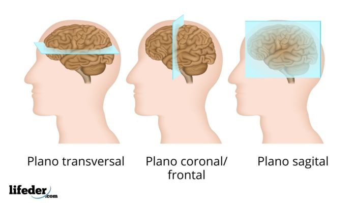 Plano Sagital Caracter Sticas Para Qu Sirve Movimientos Ejemplos