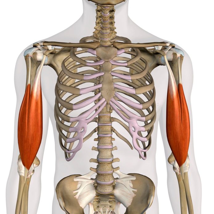 B Ceps Braquial Origen E Inserci N Funciones Patolog As