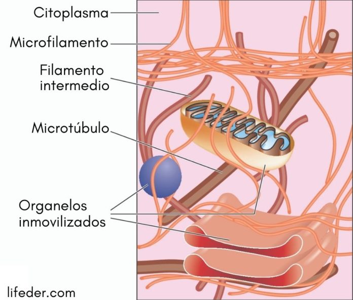 Citoesqueleto Qu Es Caracter Sticas Estructura Funciones