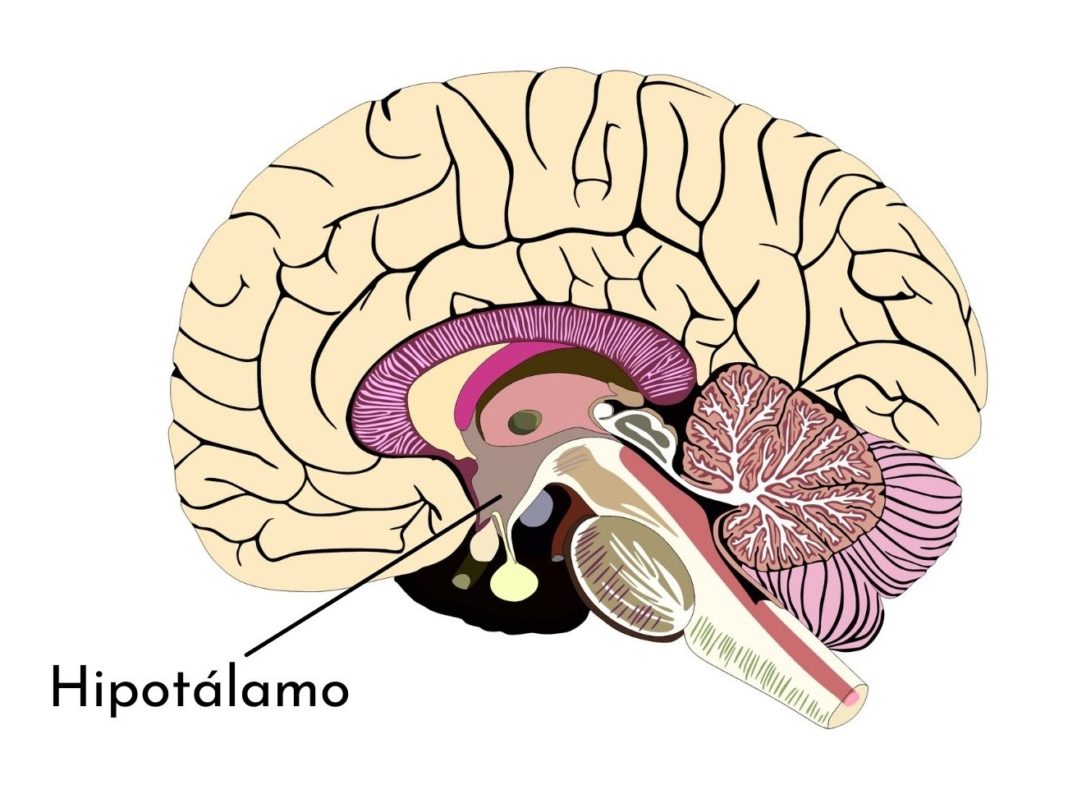 Hipotálamo qué es funciones partes anatomía enfermedades