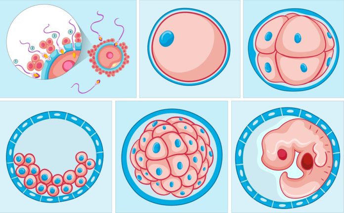 Desarrollo Embrionario Concepto Etapas Y Sus Caracter Sticas