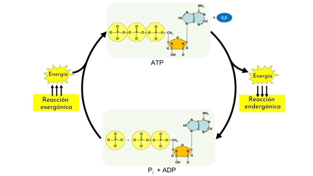 Reacción endergónica qué es características y ejemplos
