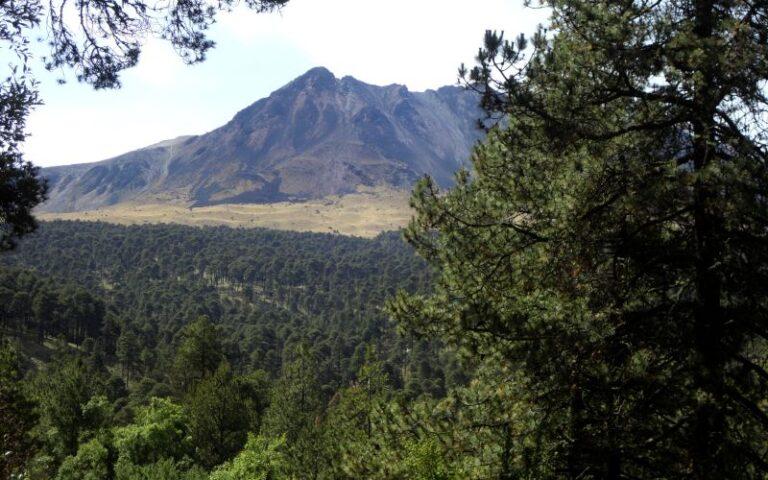 Bosque De Pino Encino Qu Es Caracter Sticas Clima Flora Y Fauna