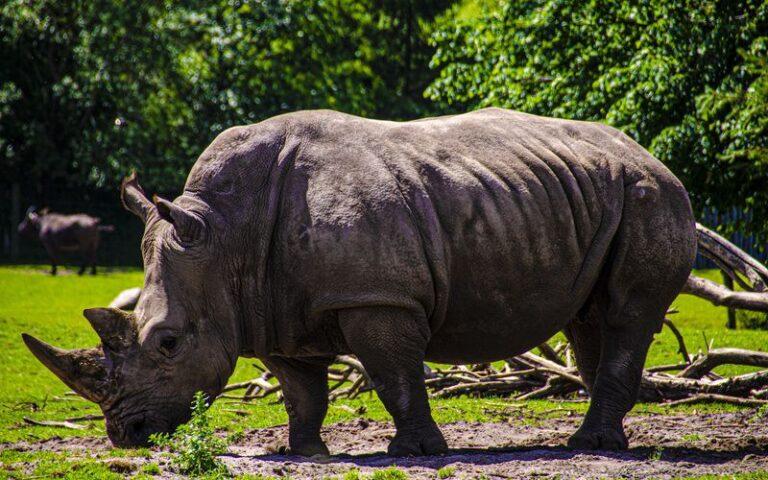 Los 15 animales de clima cálido más representativos