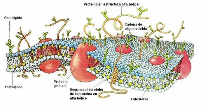 Fosfol Pidos Caracter Sticas Estructura Funciones Tipos