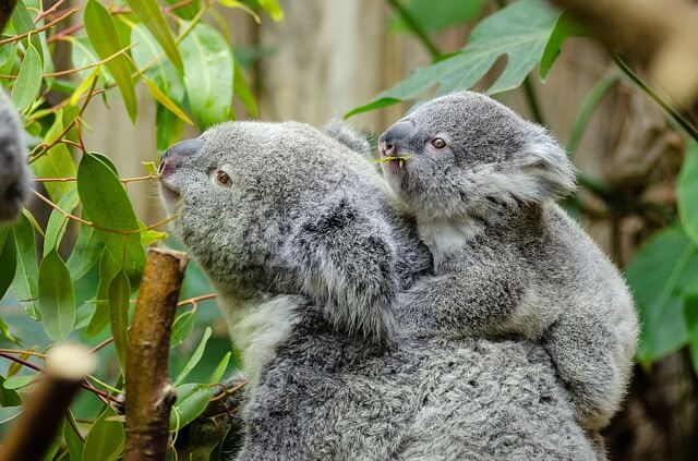 Koala Qu Es Caracter Sticas H Bitat Reproducci N Alimentaci N