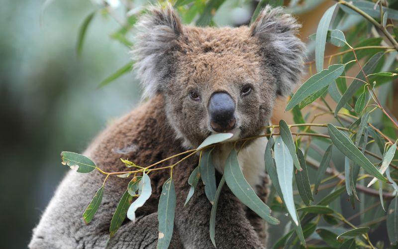 Koala Qu Es Caracter Sticas H Bitat Reproducci N Alimentaci N