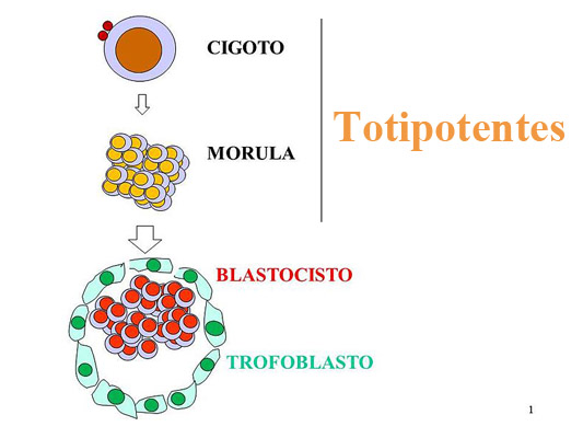 Totipotencialidad historia características e importancia