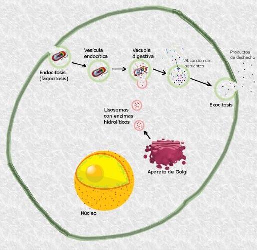 Digesti N Celular Qu Es En Qu Consiste Clasificaci N