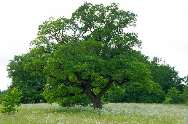 Roble común características hábitat distribución cultivo