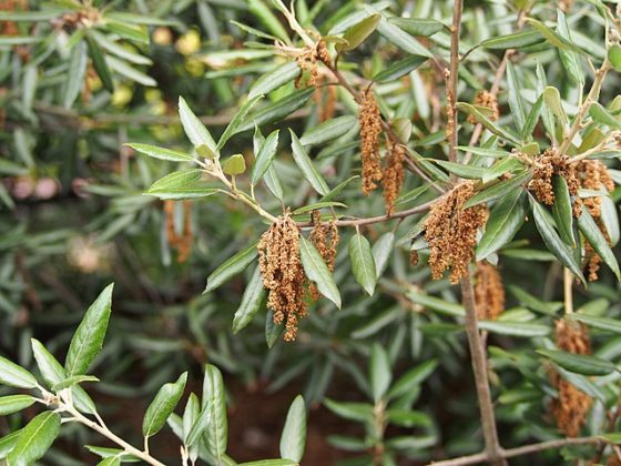 Quercus ilex qué es características hábitat cultivo usos