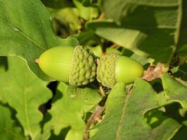 Roble común características hábitat distribución cultivo