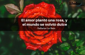 Las Mejores Frases Sobre Las Rosas Muy Rom Nticas