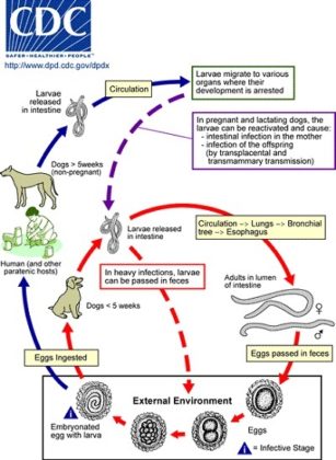 Toxocara canis características morfología síntomas de infección