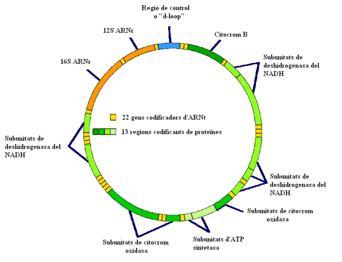 ADN mitocondrial características funciones herencia enfermedades