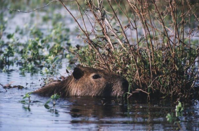 Capibara Caracter Sticas H Bitat Alimentaci N Comportamiento