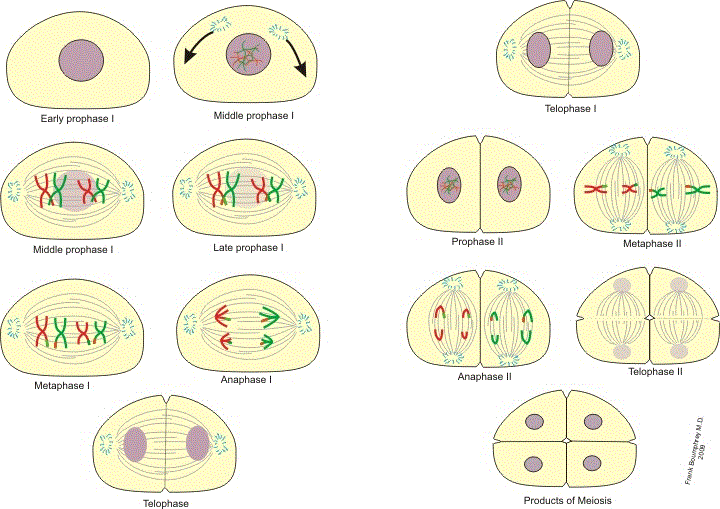 Fases De La Meiosis Con Explicacion Tesmapa Sexiz Pix