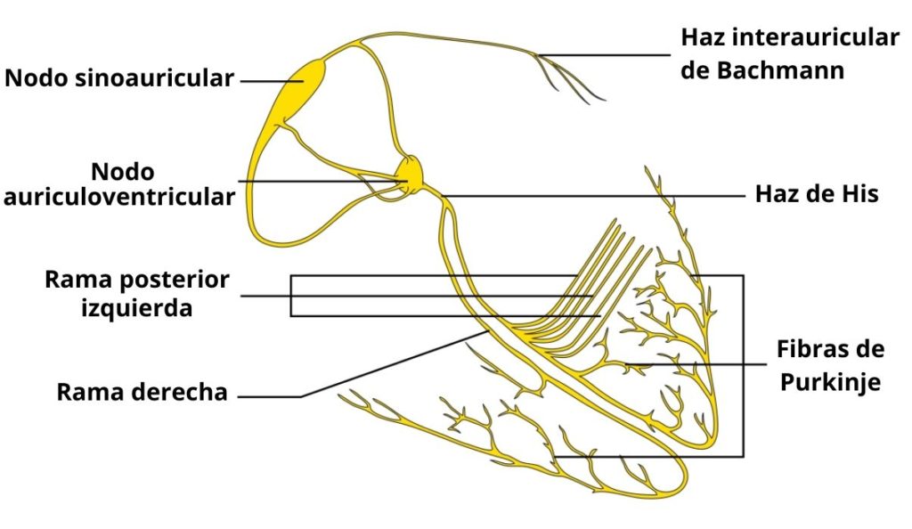 Fibras de Purkinje concepto histología y función