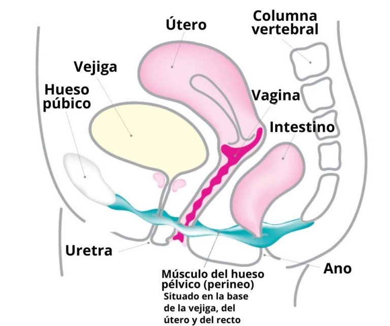 Útero qué es función partes capas enfermedades