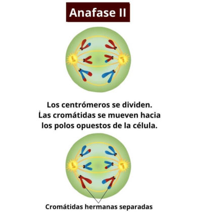 Meiosis Qu Es Funci N Fases Y Sus Caracter Sticas