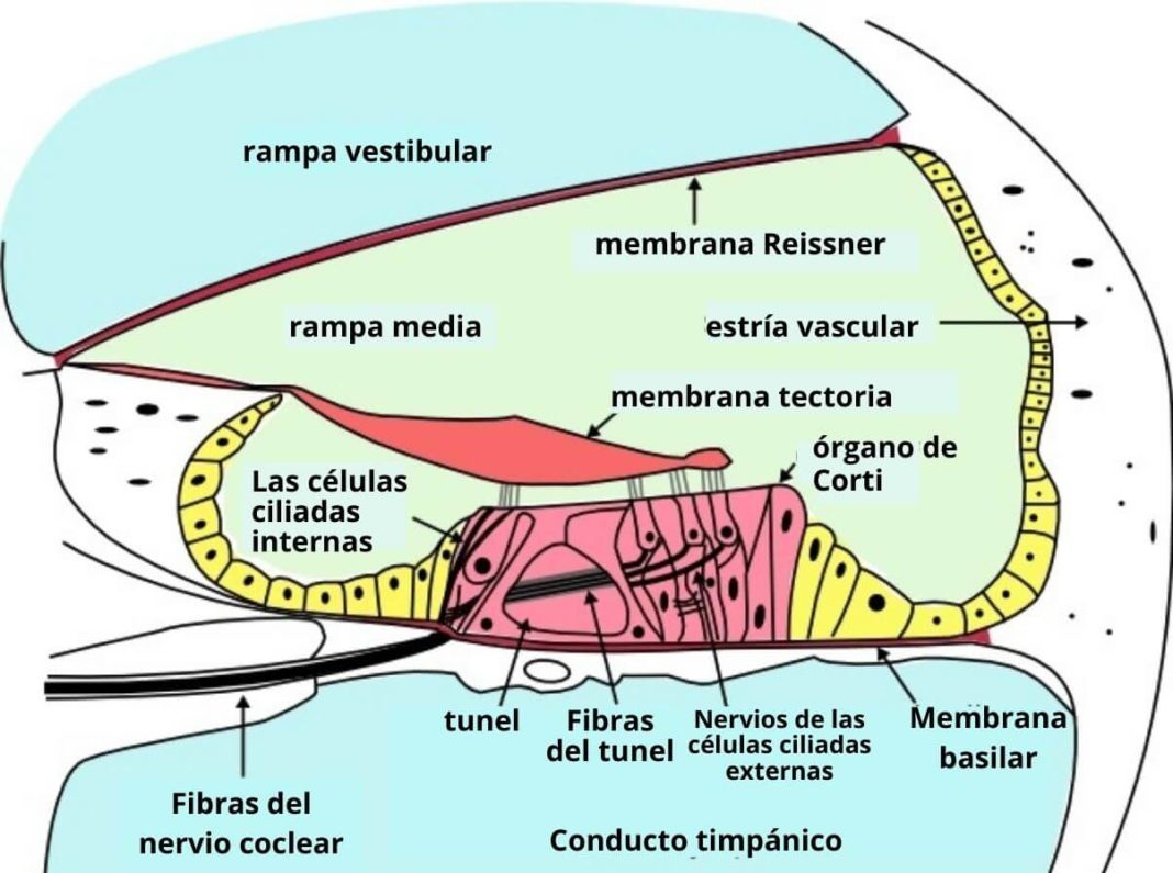 Órgano de Corti qué es funciones anatomía histología