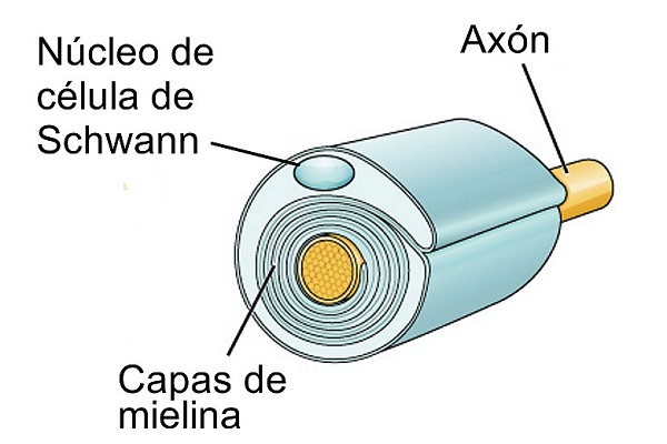 Células de Schwann características histología y funciones