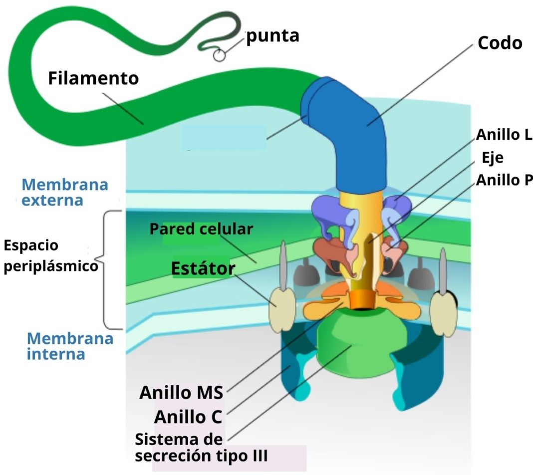 C Lula Bacteriana Qu Es Caracter Sticas Estructura Partes