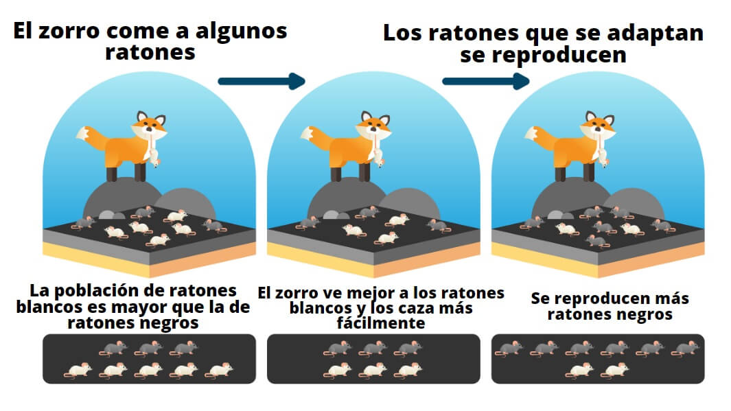 Adaptación de los seres vivos tipos características y ejemplos