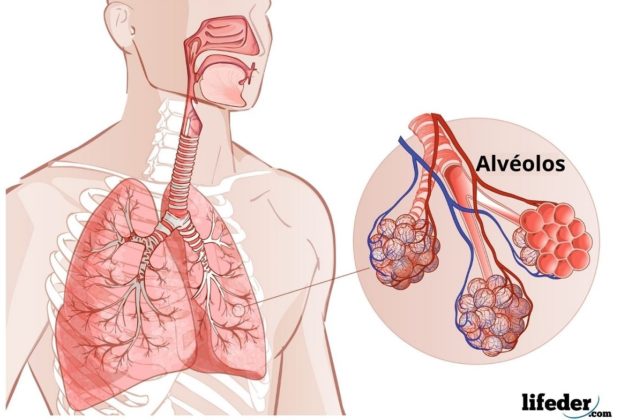 Alvéolos pulmonares qué son estructura funciones intercamio gaseoso