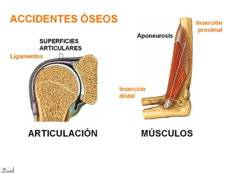 Accidentes Seos Concepto Para Qu Sirven Y Los M S Comunes