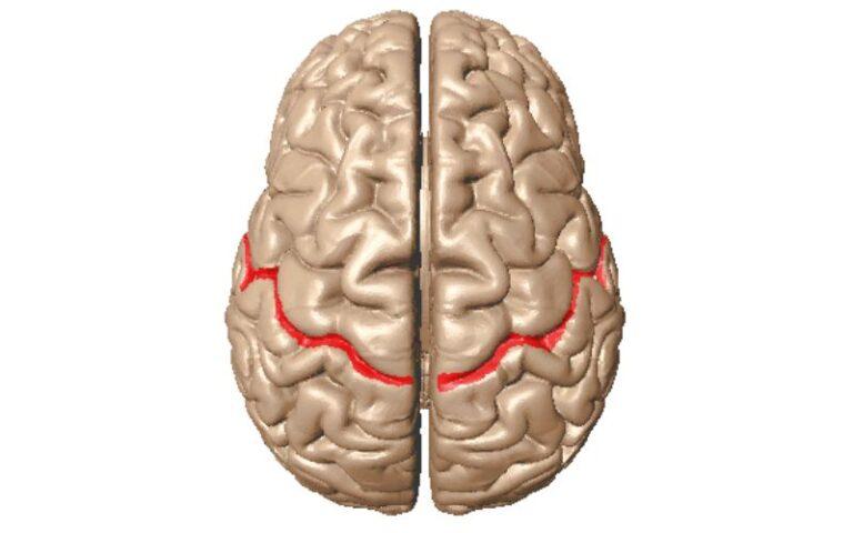 Cisura de Rolando: qué es, características, anatomía, función