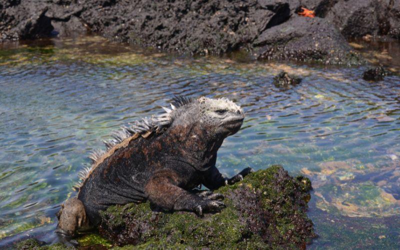 20 animales de la costa ecuatoriana y sus características