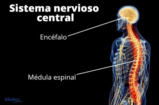 Bases Biol Gicas De La Conducta Concepto Sistema Nervioso Cerebro