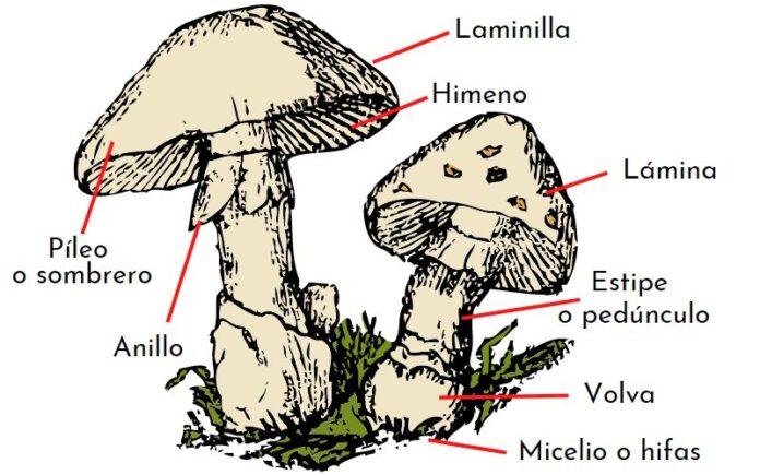 ¿cómo Se Alimentan Los Hongos Nutrición Y Clasificación 