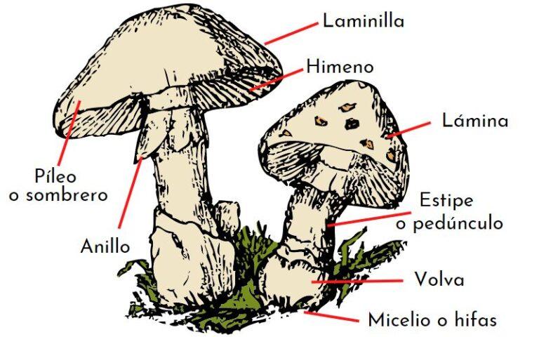 ¿cómo Se Alimentan Los Hongos Nutrición Y Clasificaciónemk 7122