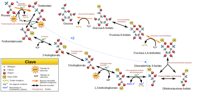 Gluconeogénesis Qué Es Características Etapas Reacciones Precursores Y Regulación 2568