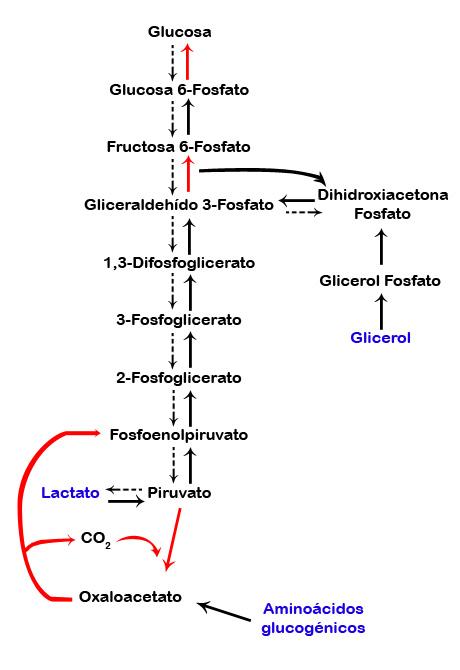 Gluconeogénesis Etapas Reacciones Y Regulación Lifeder 3874