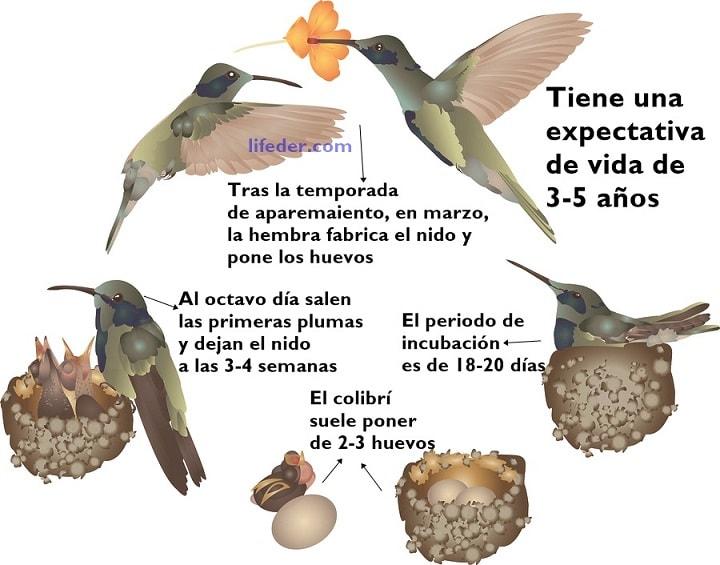 Ciclo de Vida del Colibrí: Etapas y Características (Imágenes)