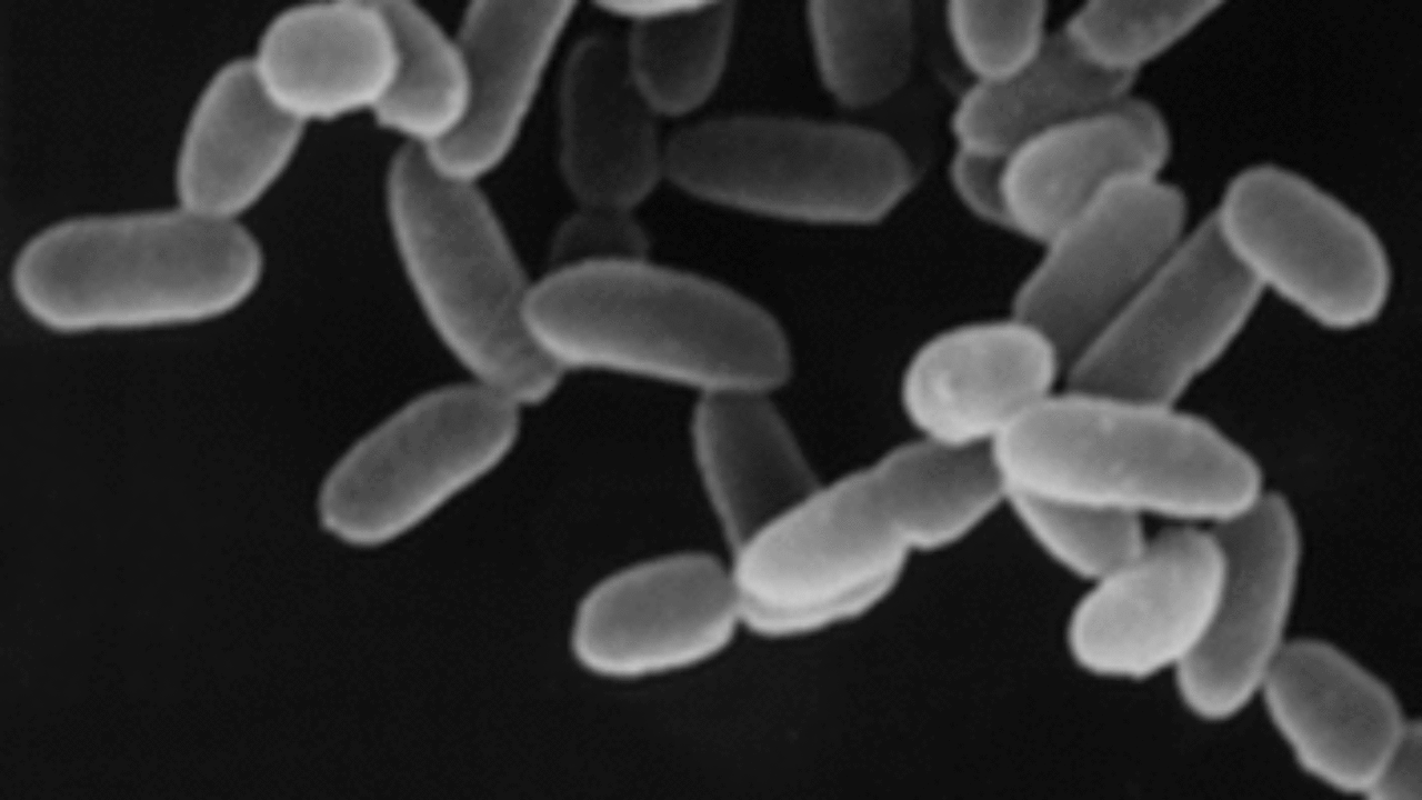 Dominio Archaea: origen, características, clasificación, nutrición ...