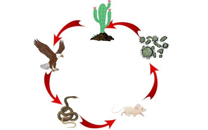 Cadena alimenticia del desierto: qué es, niveles de la cadena