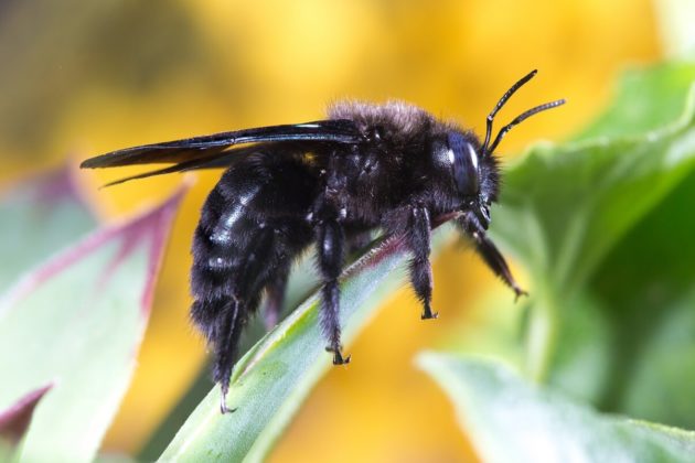 13 Animales Descomponedores y sus Características