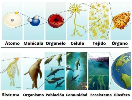 Niveles De Organización De Los Seres Vivos (con Ejemplos)