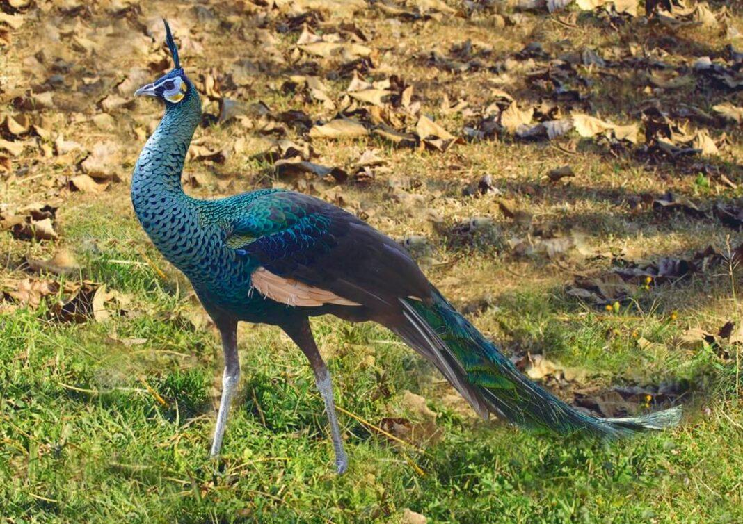 flora-y-fauna-de-la-india