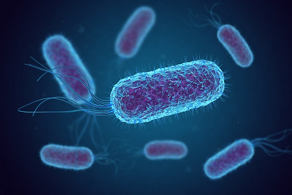 Dominio Bacteria: características, tipos, funciones, ejemplos