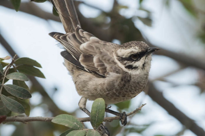 Región Yunga del Perú características flora fauna relieve