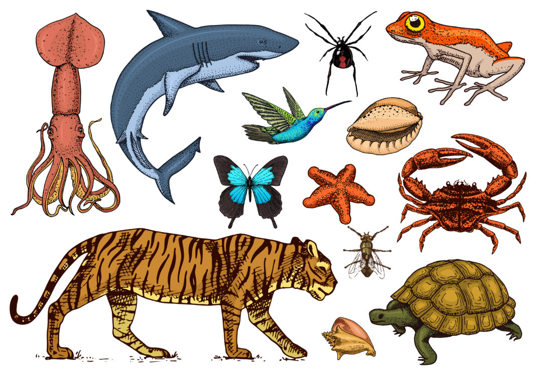Рептилии, рыбы, насекомые, амфибии и паукообразные.